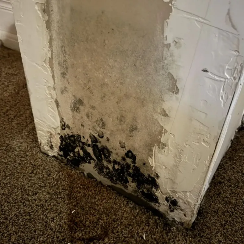 Professional Mold Removal in Yuma, AZ